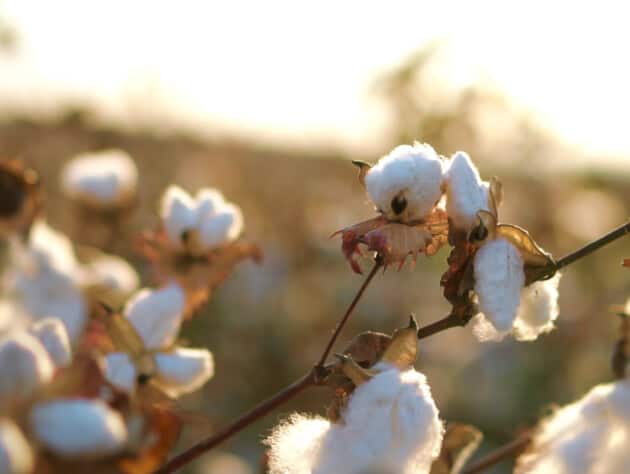 cotton plant closeup.